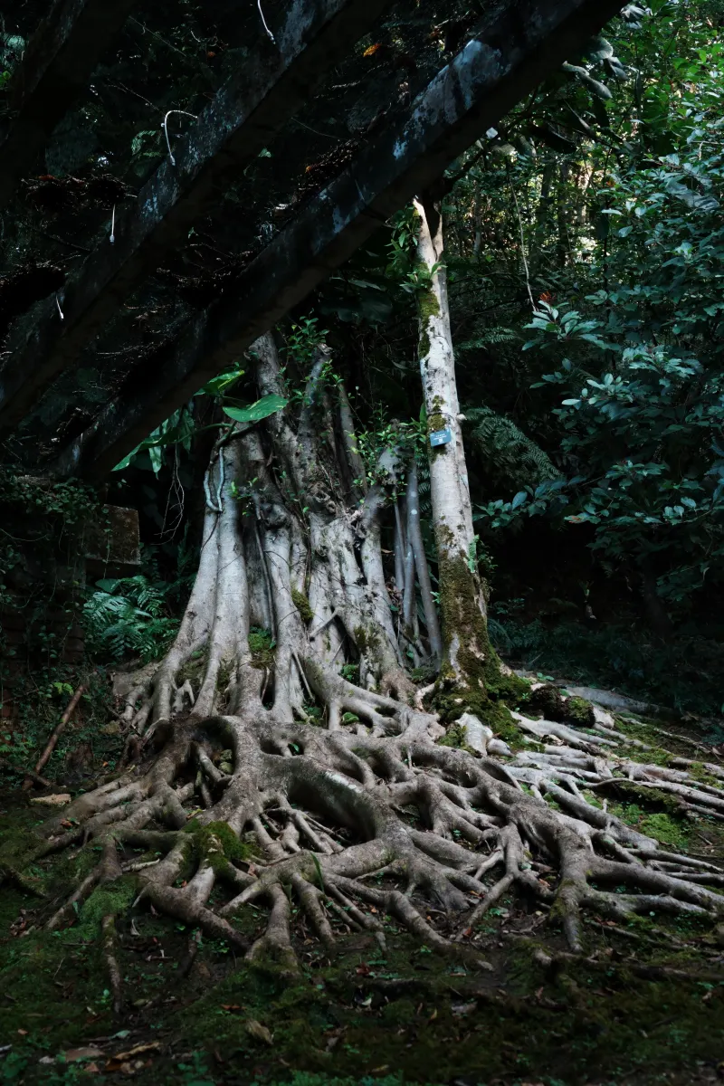 仙湖植物园 · 作品 04