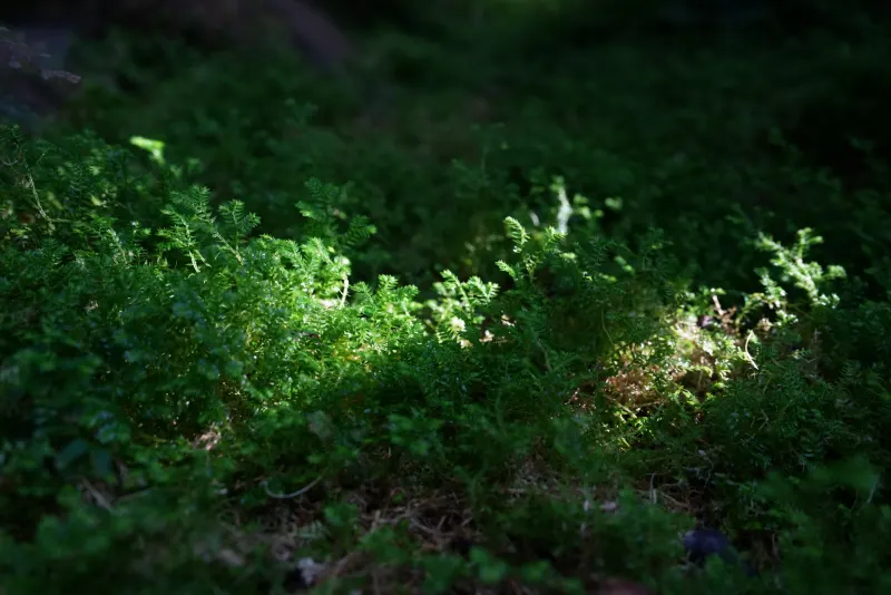 仙湖植物园 · 作品 05
